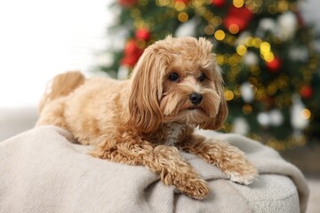 Cute Maltipoo dog on blanket in room decorated for Christmas