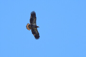 Juvenile eagle soaring against a blue sky. 