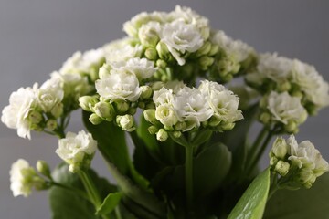Beautiful white kalanchoe flower on gray background, closeup
