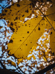 Obraz premium autumn yellow leaves in October