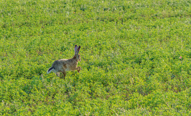 Running hare, in the summer, in the sun, in an alfalfa field, telephoto lens
