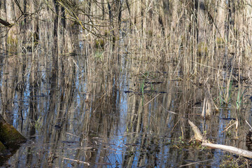 Early spring picture of a bog.