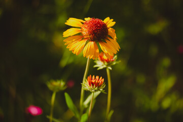Gaillardia aristata 'Kokarda' - Gaillardia aristata. Winter-hardy perennial plant with orange inflorescences in full bloom. Summer nature and flowers.