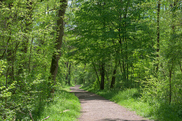 Fototapeta premium Forest road lined with green trees.