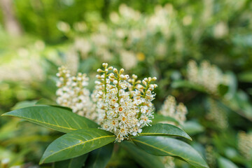 Blooming cherry laurel in front of a blurred background, sunny summer time, in the forest, with a macro lens