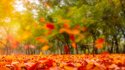 Falling Autumn Leaves with Blurred Stylish Background in Vibrant Park
