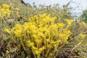 Yellow crowberry flower, diffused light, hillside, wide angle lens