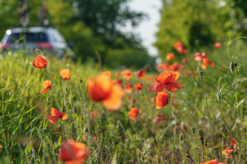 Ditch next to the main road with red poppies, lots of green, out-of-focus car in the background, in...
