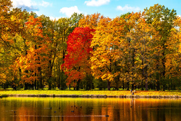 Autumn foliage in Alexander park, Tsarskoe Selo (Pushkin), St. Petersburg, Russia