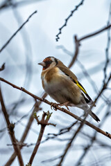 European Goldfinch (Carduelis carduelis) spotted in North County, Dublin, commonly found across Europe