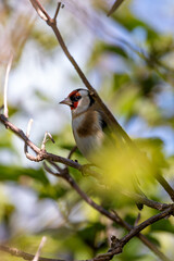 European Goldfinch (Carduelis carduelis) spotted in North County, Dublin, commonly found across Europe