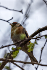 European Goldfinch (Carduelis carduelis) spotted in North County, Dublin, commonly found across Europe