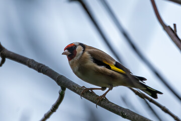 European Goldfinch (Carduelis carduelis) spotted in North County, Dublin, commonly found across Europe