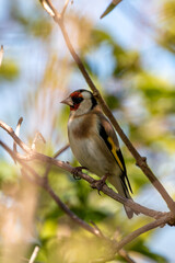 European Goldfinch (Carduelis carduelis) spotted in North County, Dublin, commonly found across Europe
