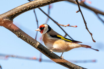 European Goldfinch (Carduelis carduelis) spotted in North County, Dublin, commonly found across Europe