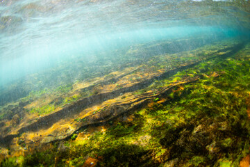 Rock and moss under the water surface.