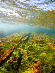 Rock and moss under the water surface.