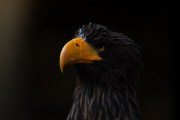portrait of an eagle