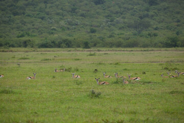Obraz premium flock of impala antelope in the savannah