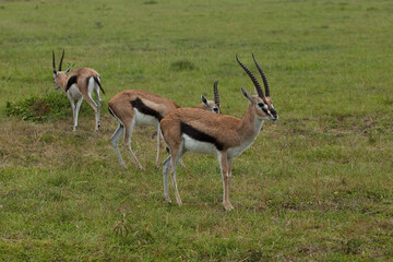 impala antelope in the savannah