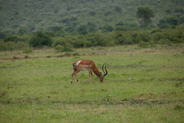 impala antelope in the savannah eats grass