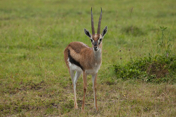 impala antelope in the savannah