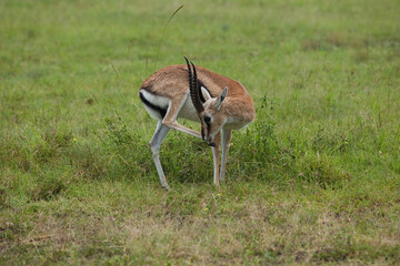 impala antelope in the savannah rubs its nose