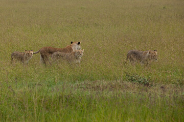 lioness and cubs in the savannah