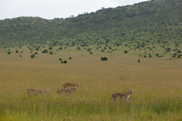 lioness and cubs in the savannah