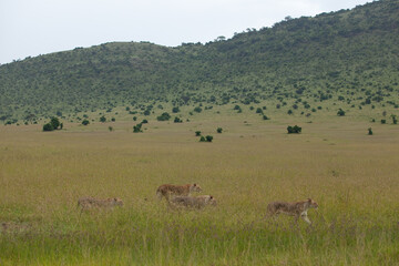 lioness and cubs in the savannah