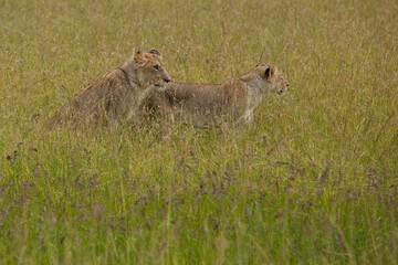 lionesses in the savannah
