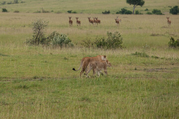 lion cubs and lioness hunting for antelopes