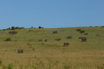 herd of elephants in serengeti national park city