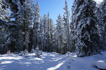 winter forest in the snow