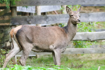 Cervus elaphus aka The red deer female living in captivity.