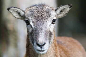Ovis aries musimon aka The European mouflon female close-up portrait. Nature of Czech republic.