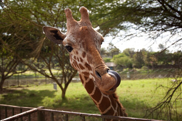 Close up portrait of a giraffe that stuck out its tongue and licked its lips