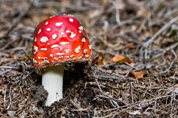 Amanita muscaria aka fly agaric or fly amanita. Common red poisonous mushroom in woods of Czech republic. 