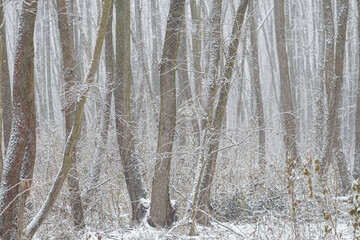 Snowy tree branches and tree trunks in the forest, winter, diffused light, telephoto lens