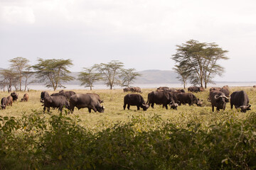 herd of buffalos in the savannah