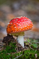 Amanita muscaria aka fly agaric or fly amanita. Common red poisonous mushroom in woods of Czech republic. 