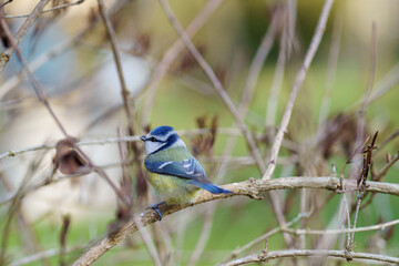 Colorful blue tit on the branch of a bush, blurred background, in the garden, telephoto lens