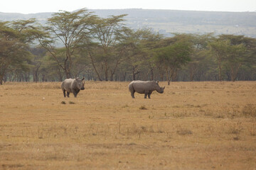 Obraz premium two rhinos in the savannah