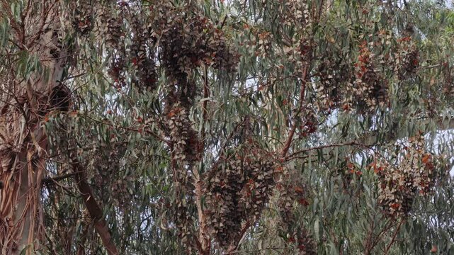 A kaleidoscope of Monarch butterflies, a fluttering sea of vibrant hues, painting the Eucalyptus tree with the delicate strokes of nature's masterpiece