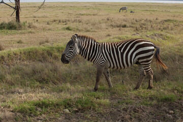 zebra in the savannah
