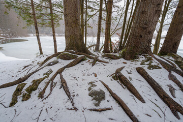 Snowy pine tree roots with frozen lake in background, winter, forest, wide angle lens