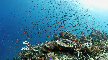 Explore vibrant underwater scene with stunning coral reef and diverse, colorful fish swimming in clear water paradise for nature lovers and adventurers, offering endless opportunities for exploration