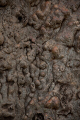 bark of a baobab tree