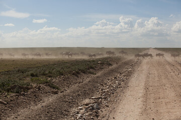 Wildebeest migration in Serengeti National Park, Tanzania