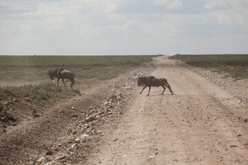 Wildebeest migration in Serengeti National Park, Tanzania
